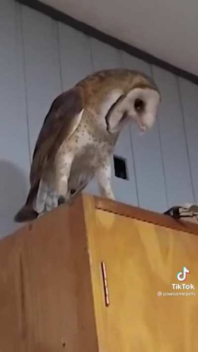 I don't think the owl is a fan