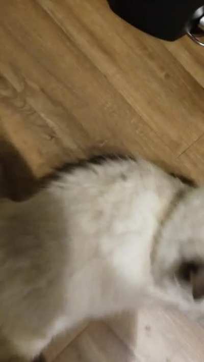 Vanilla plop!