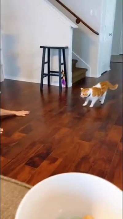 zombie cat vs real cat