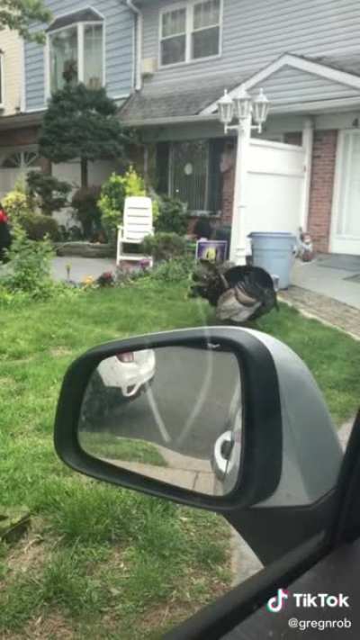2 turkeys having sex on Staten Island man’s lawn. Happy Thanksgiving!