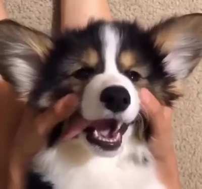 Woof🧡irl