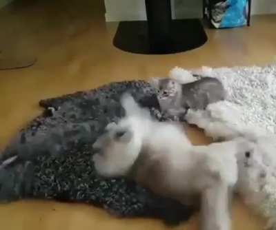 Kung fu cat