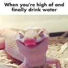 Gfuel