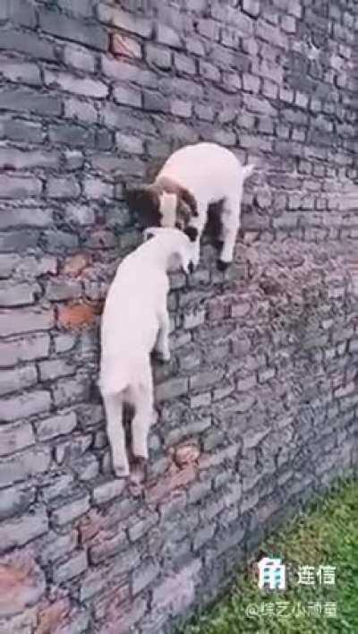 Is that Spider-Goat or what !!
