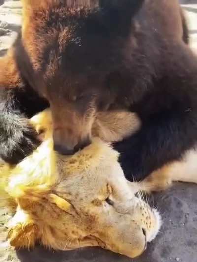 Все любят Котиков