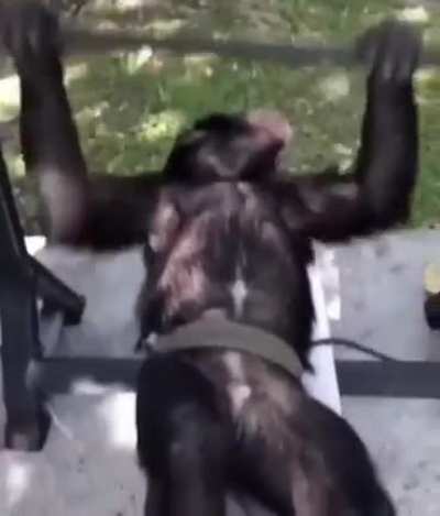 Bodybuilder Monke