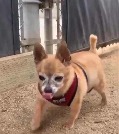 Chihuahua