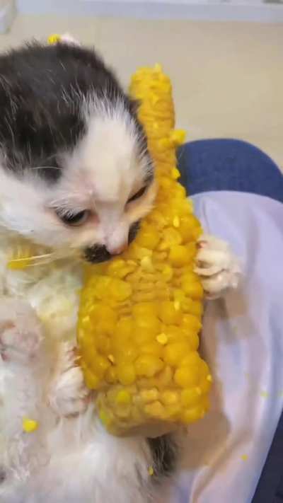 gato calvo de bigode amassando uma espiga de milho sozinho