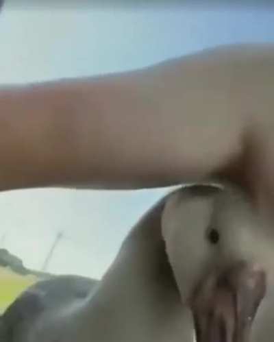 Goose > nipple