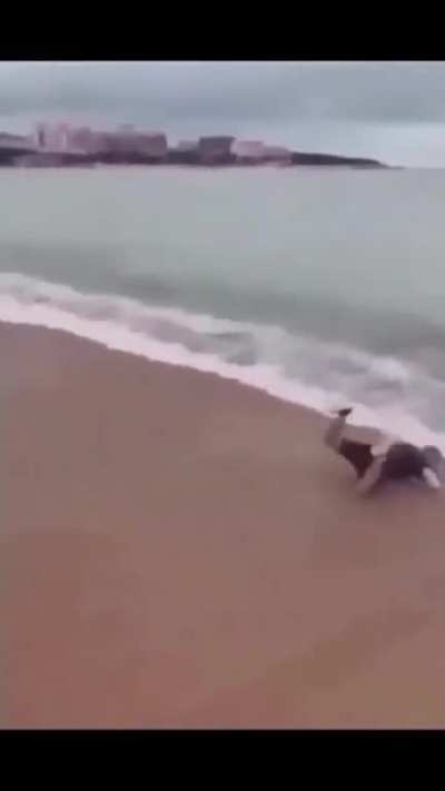 Videos Cacetadas