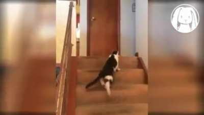 Dog's PTSD kicks in