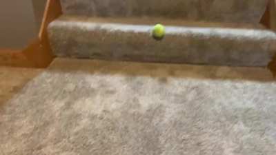 My dog could do this all day
