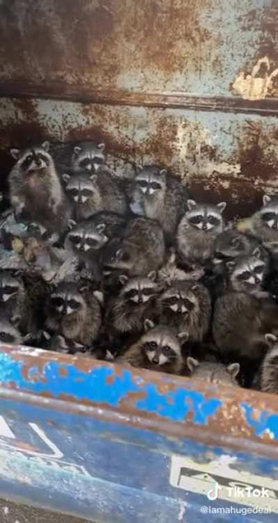 Pom Poko anyone?