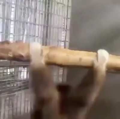 We must go back to monke caw caw