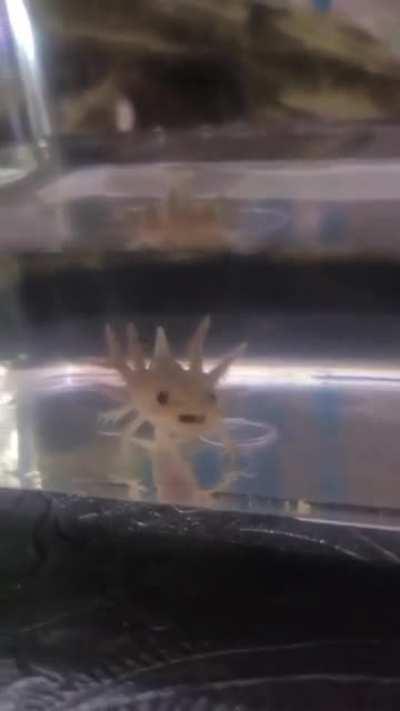 Hershey the little Axolotl loves to sing!