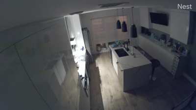 Received a movement notification on Nest to find this….