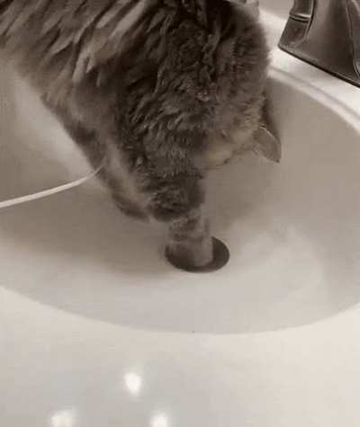 My plumber cat!