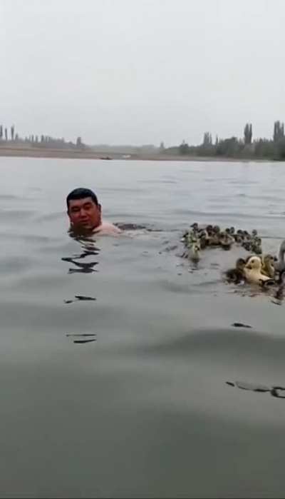 Swimming with a flock of ducks