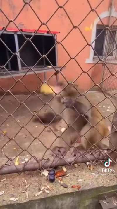 Monkey 🐒 🍌