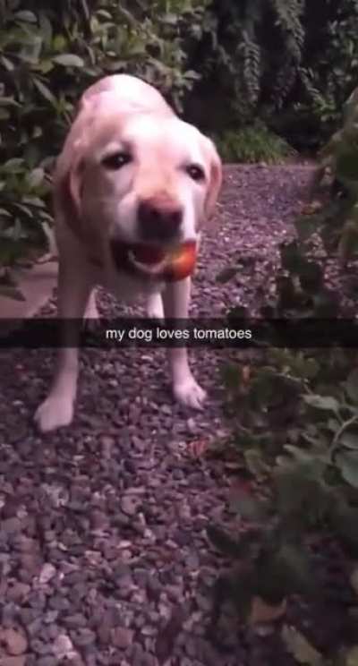Dog Denethor