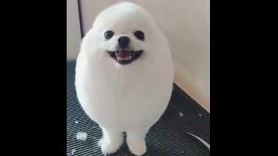 Eggdog