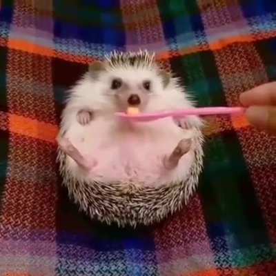 Cute cute
