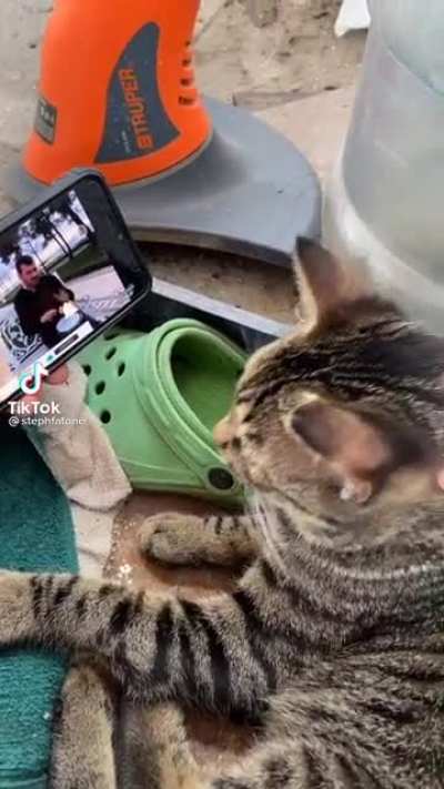 Vibing Cat!