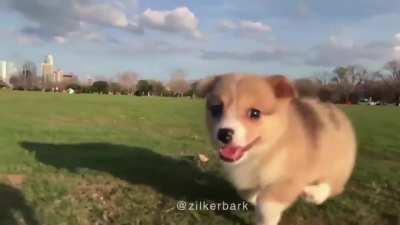 Happy 🐶