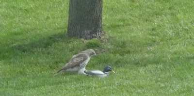 🔥 This hawk getting confused over a fake mallard 🔥