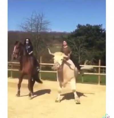 A good horse trainer can get the horse to do anything. A great horse trainer can get the horse to want to do it. A god can get a cow to be a horse. 