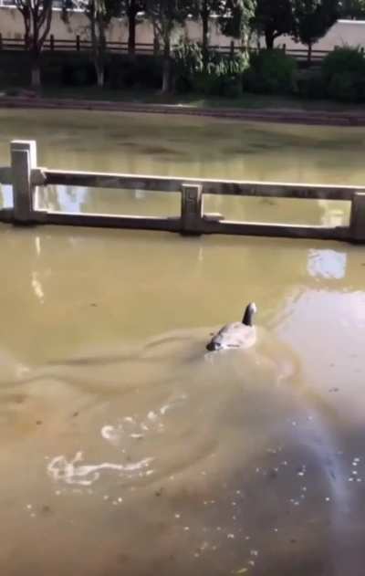 blursed_duck