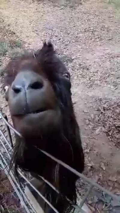 My Sister's Goat. Enjoy.