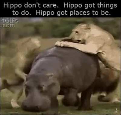 hippo vibes