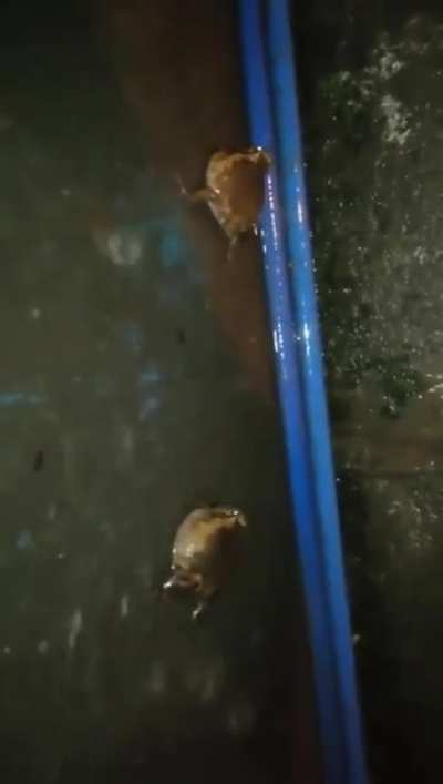 Frogs in the rain