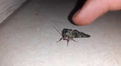 Moth