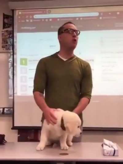 Not the dog