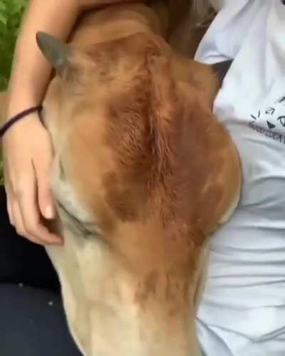 Peaceful lap cow