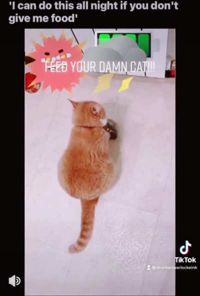 STJFH: FEED YOUR DAMN PETS PLEASE