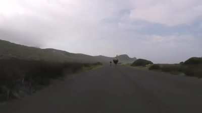 Cyclists chased by an Ostrich