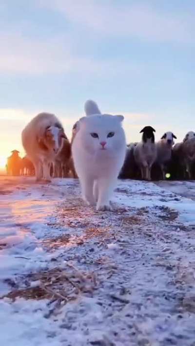I finally infiltrated the pack!