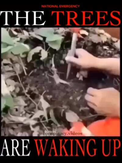 NOT THE TREES NOT THE TREES