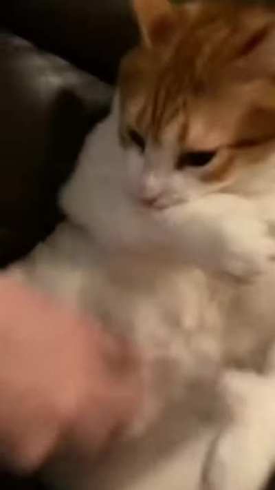 Attack on catto