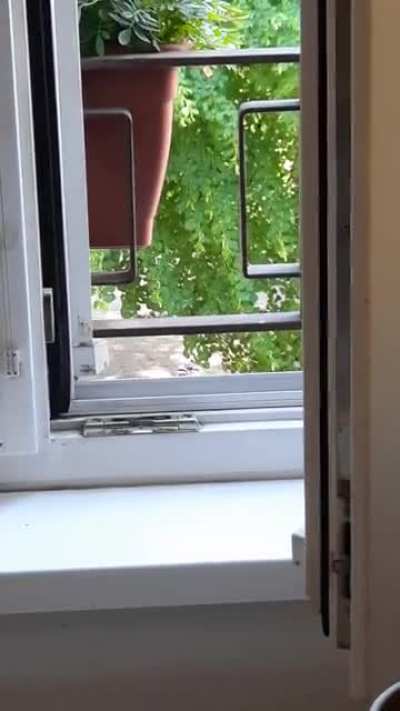 Hab eine Wasserschale und ein paar Sonnenblumenkerne auf die Fensterbank gestellt. Jetzt besuchen mich die Spatzenbrudis und füttern ihre Kids bei mir und ich schaue während der Arbeit dabei zu.