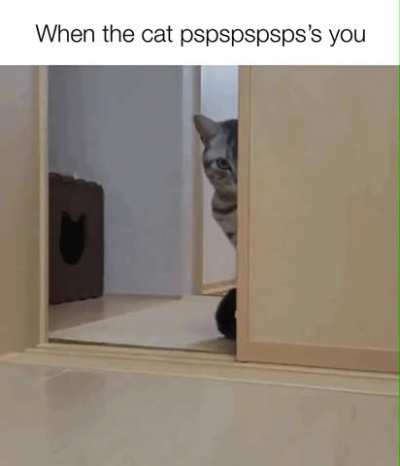 How a cat becomes an outdoor cat