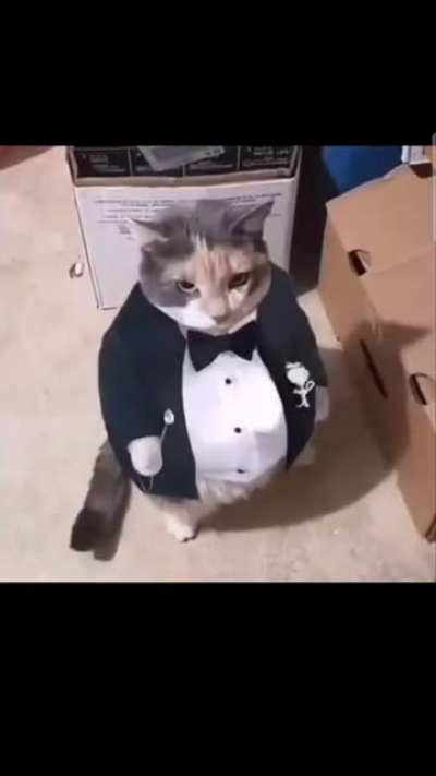 gentleman