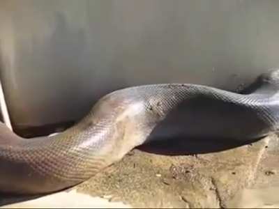 Snake attack