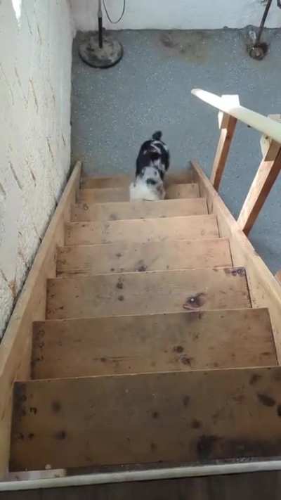He can’t quite figure out how to climb stairs