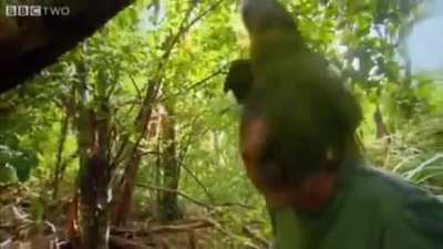 A green jerk shags the cameraman