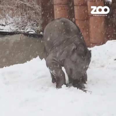 Baby elephant seeing snow for the first time in my local zoo