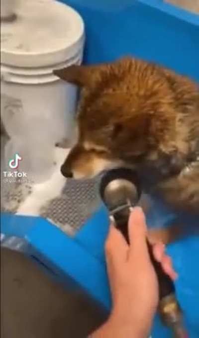 Shibas are so dramatic